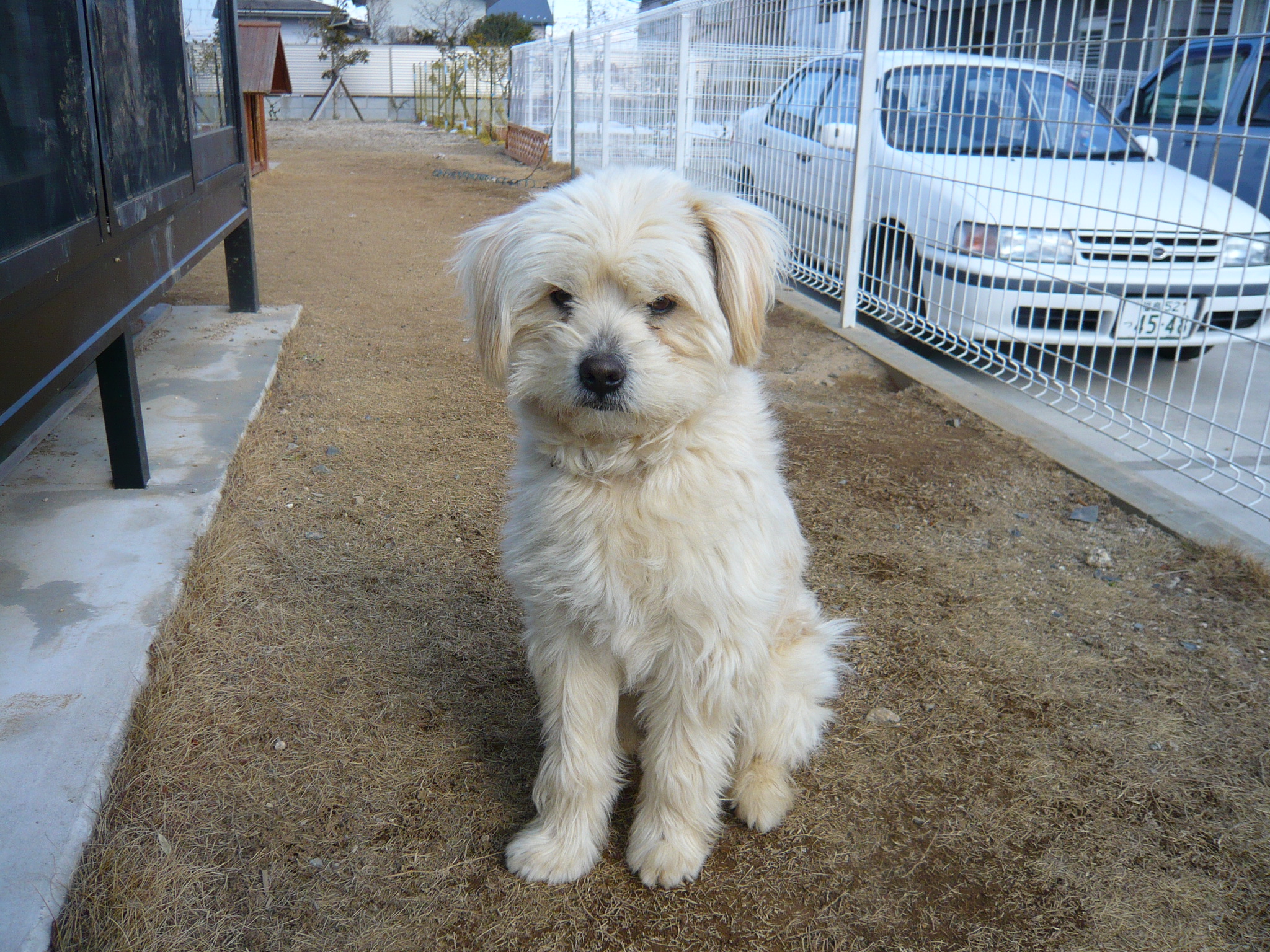 ちょっと怒ってる 犬だい好き人間必見 癒し犬ムクの日々是好日